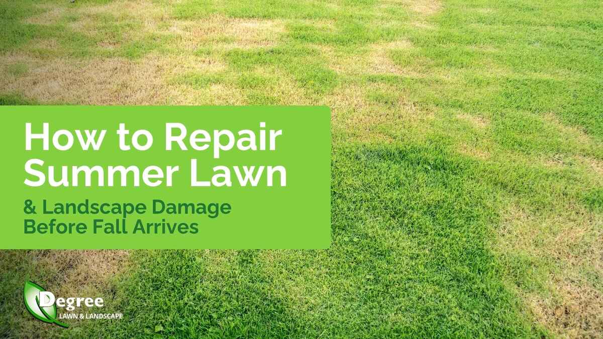 How to Repair Summer Lawn and Landscape Damage Before Fall Arrives